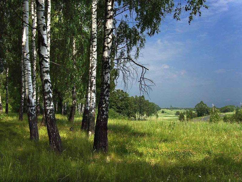 Опушка березовой рощи
