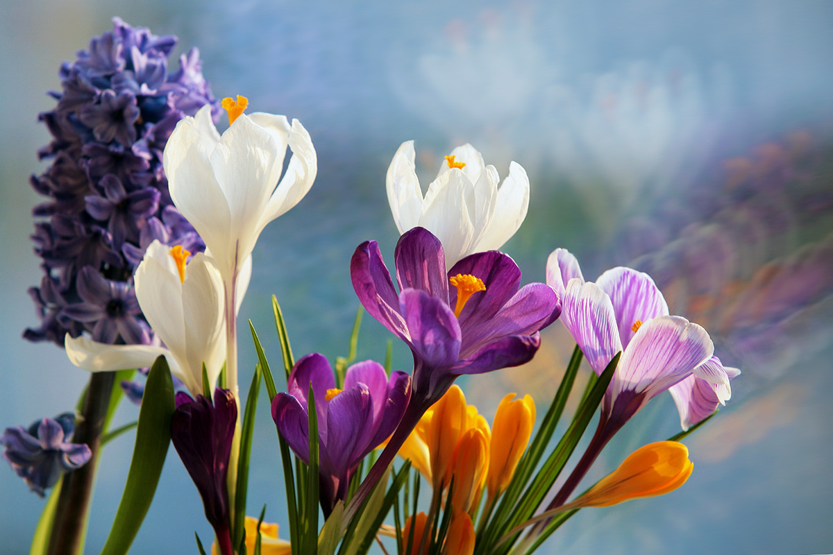 Ароматы  весны