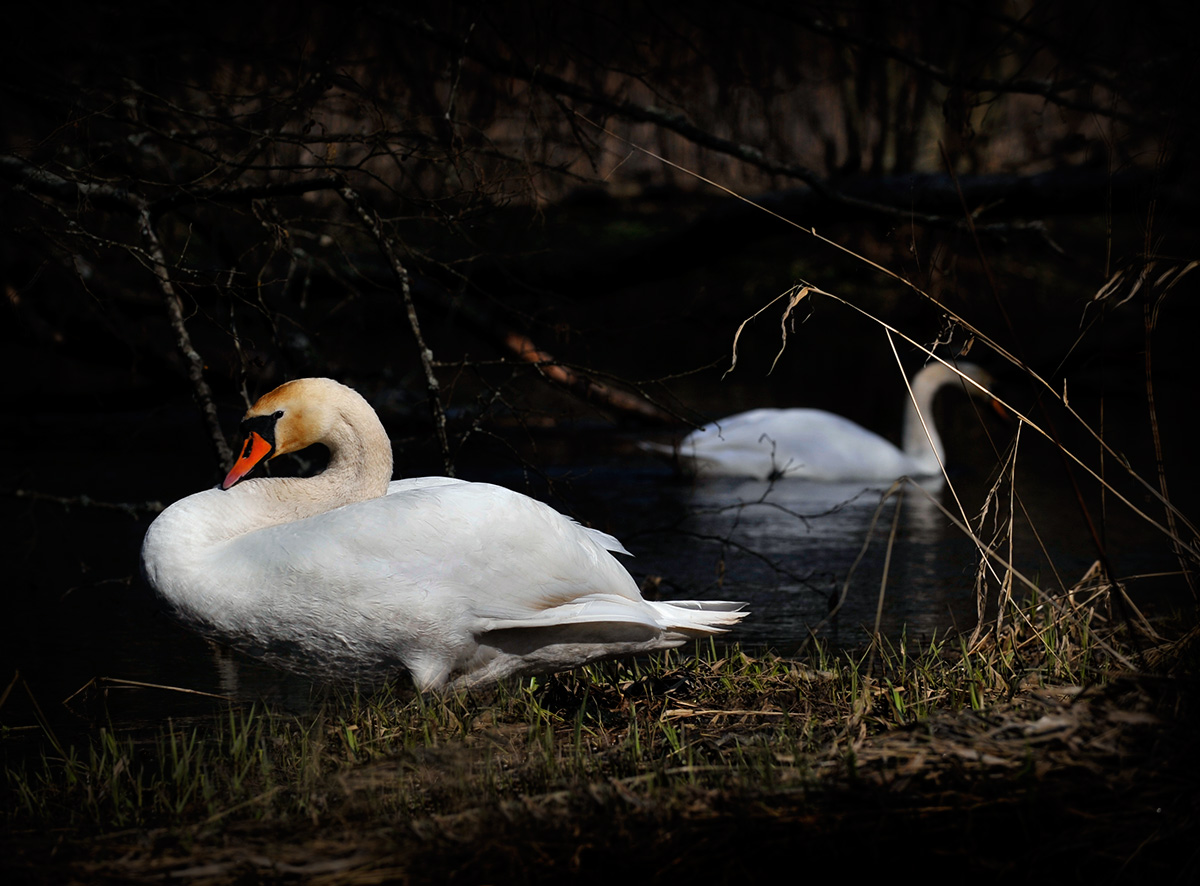 Начало истории