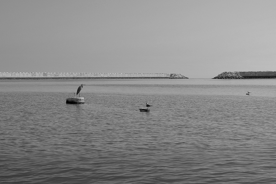 Три птицы в разомкнутом пространстве