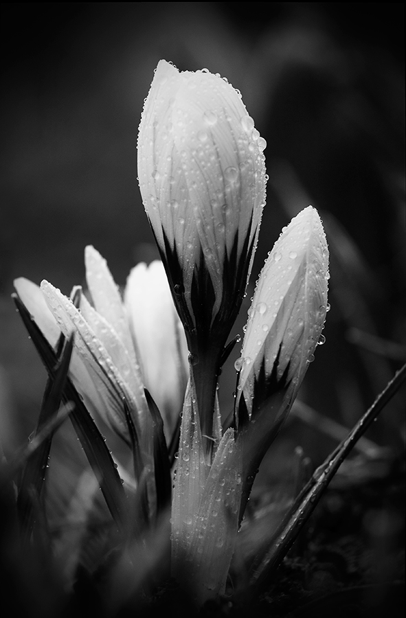 Победивший зиму