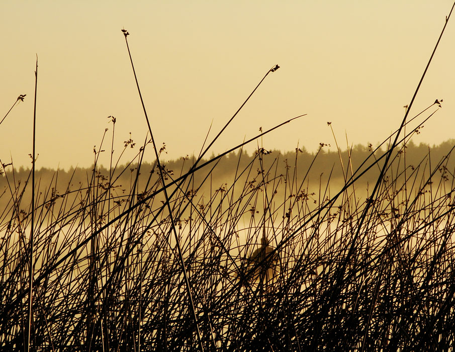 УТРЕННЕЕГРАФИТИ