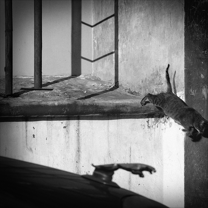 барсики бывают разные. классический прыжок