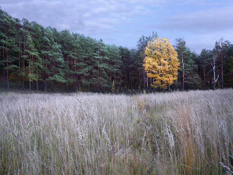 Осенний этюд