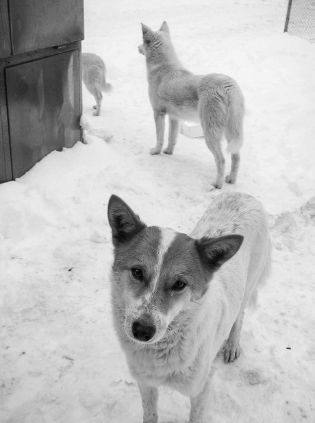 бывшие домашние животные