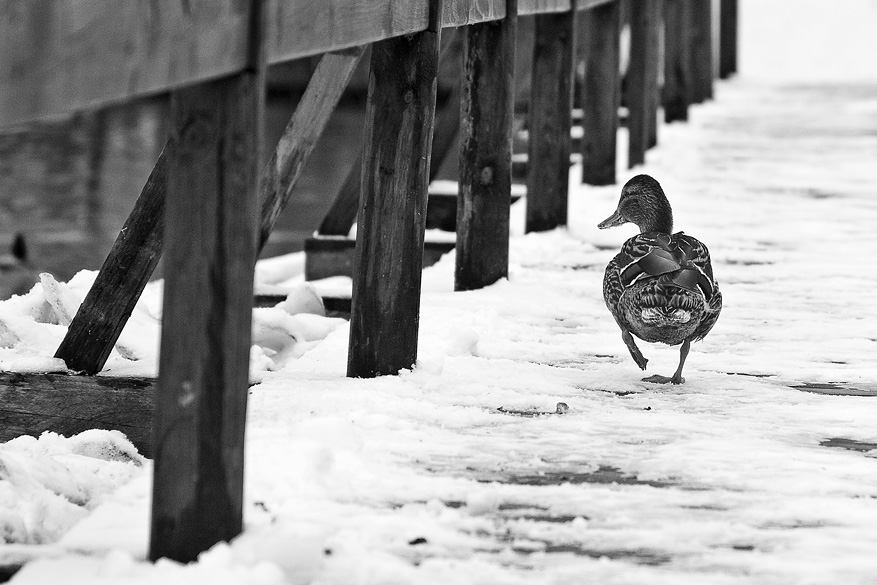 Айда за мной, я знаю где искать весну :)