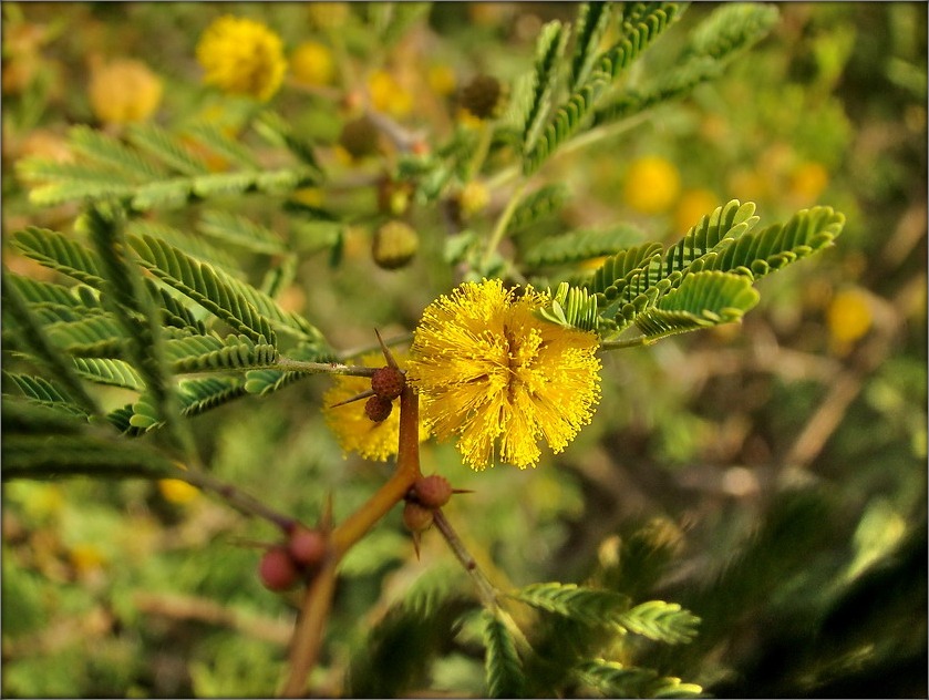 прывітаньне ад арызонскіх першацьветаў паўночным кабетам!