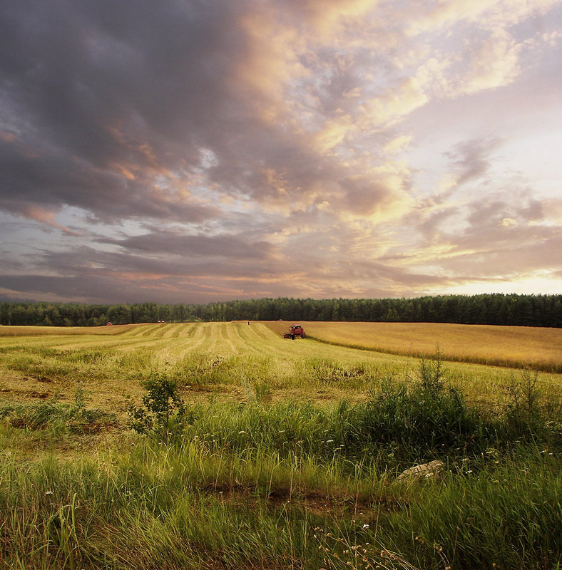 мечты о лете...