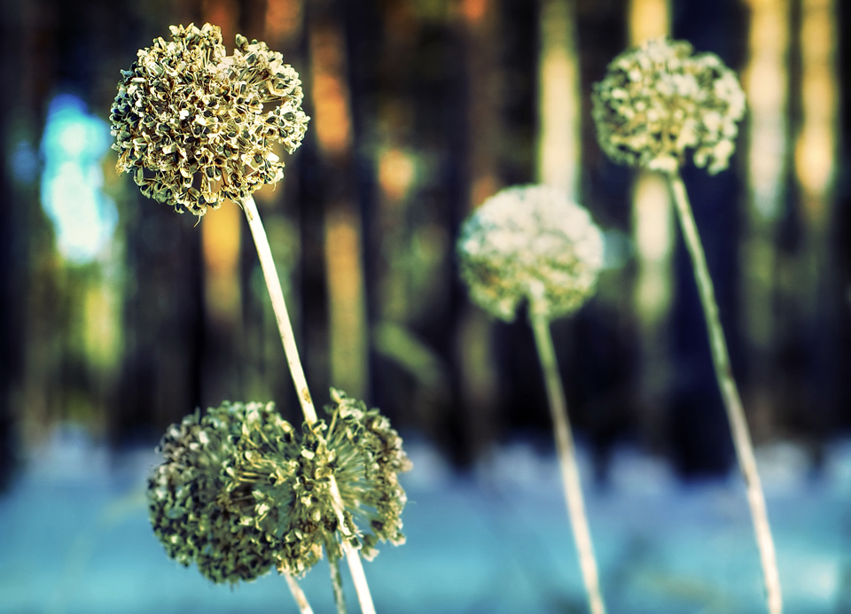 Зимние одуванчичики