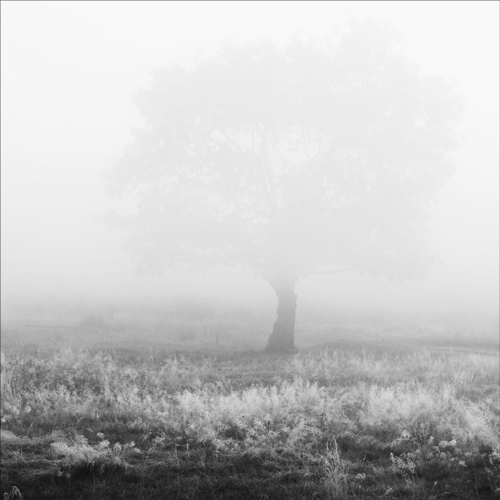 парное молоко