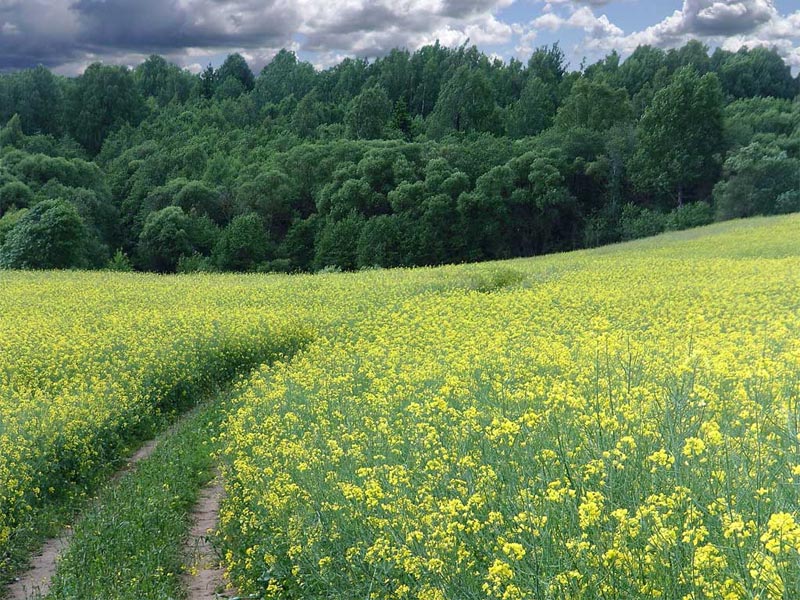 Летний этюд