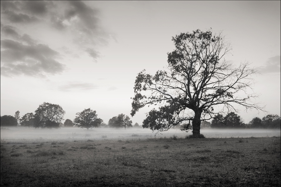 про нашествие ежиков