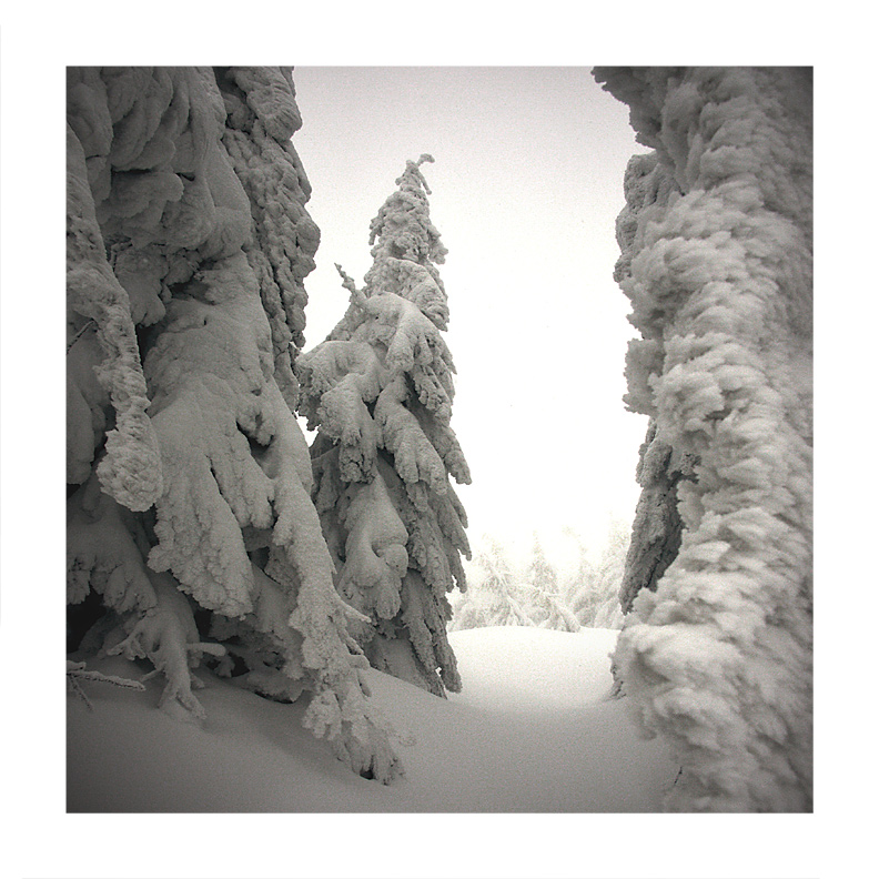 снежное безмолвие