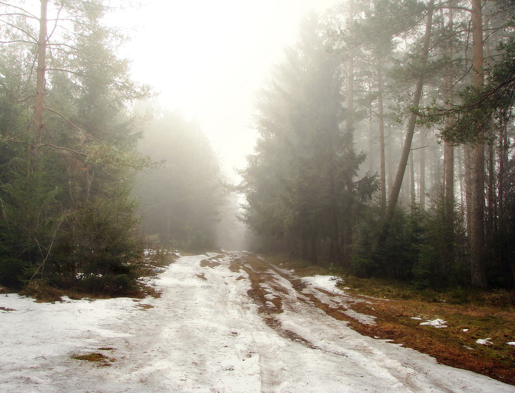 Утро в весеннем лесу...