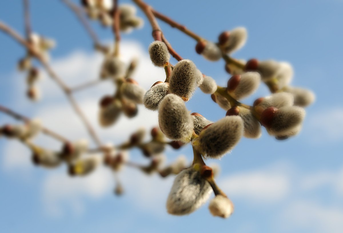 Ласковые котики, знакомые с детства...