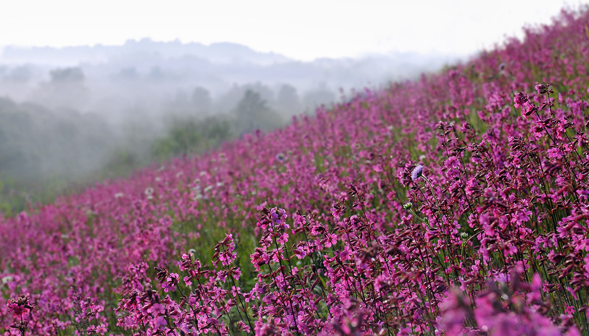 Синий туман