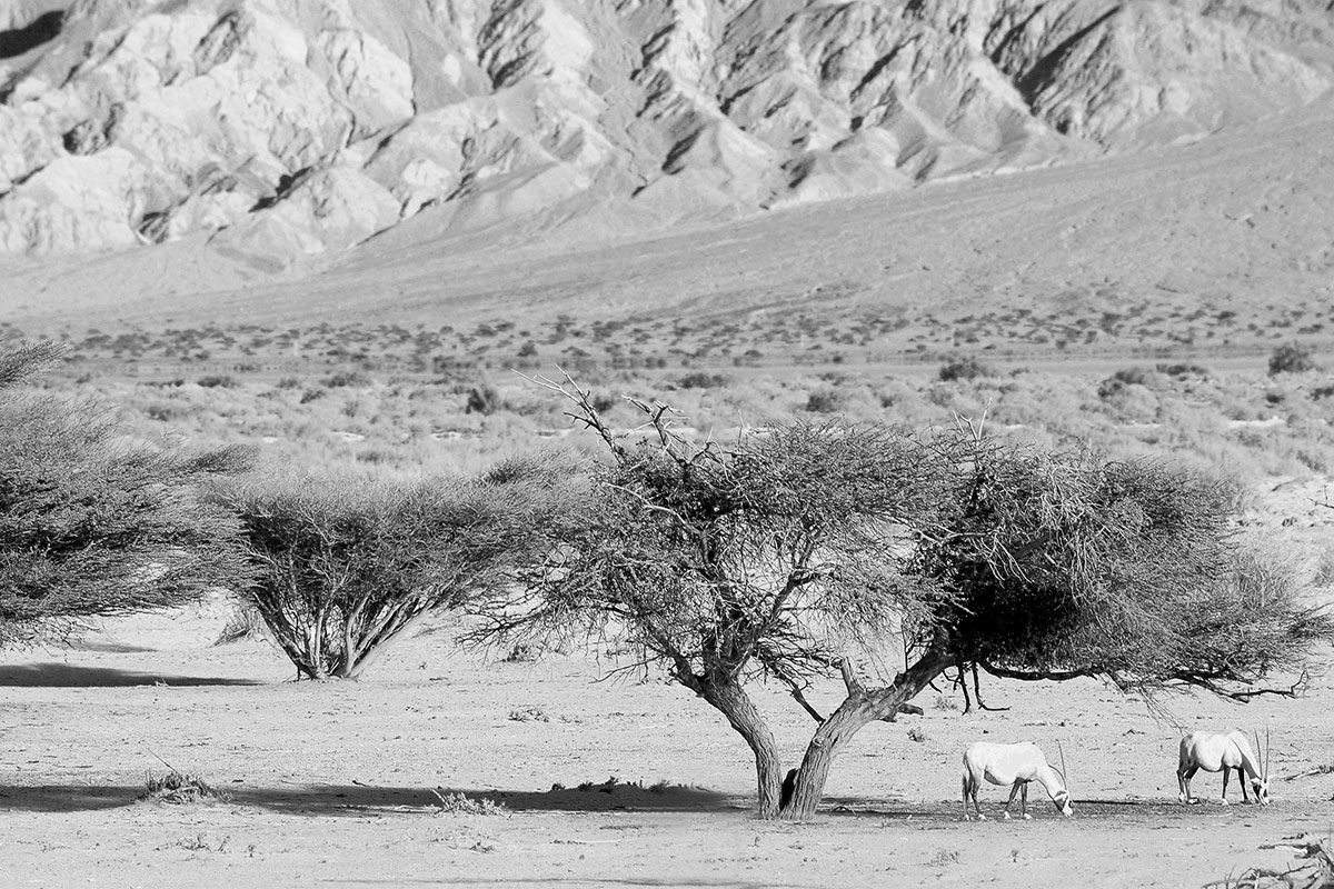 Ни листьев  ни травы