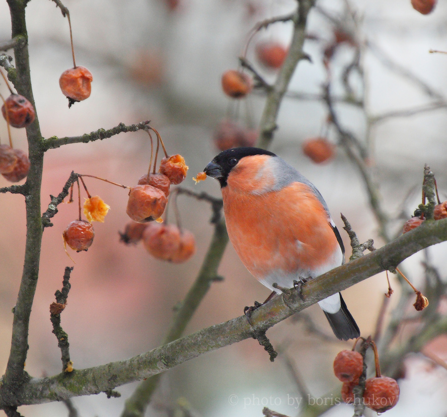 мартовский