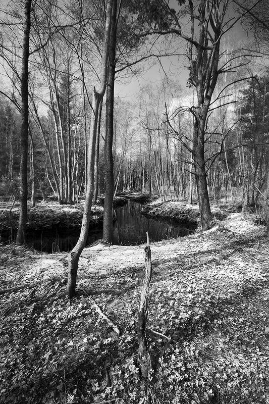 |   Лесные вертикали   |