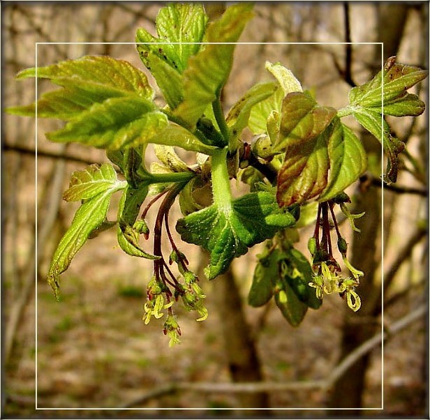у нас тут вясна..