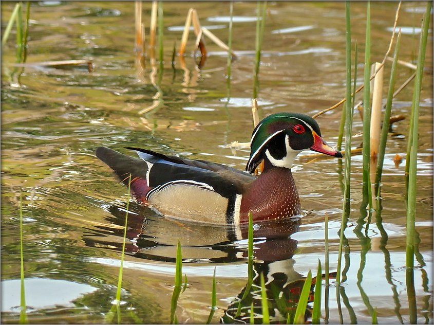 wood duck
