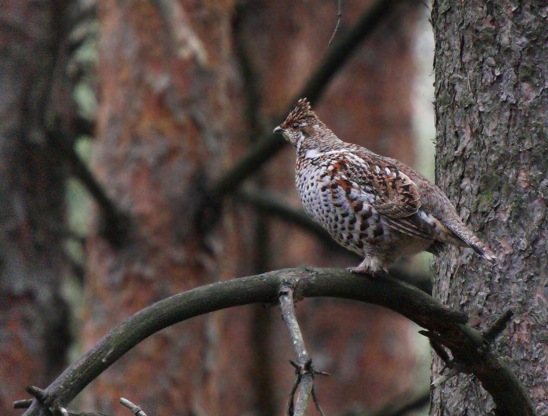 курочка ряба