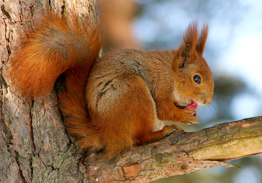 БЕЛКА ПЕСЕНКИ ПОЁТ...