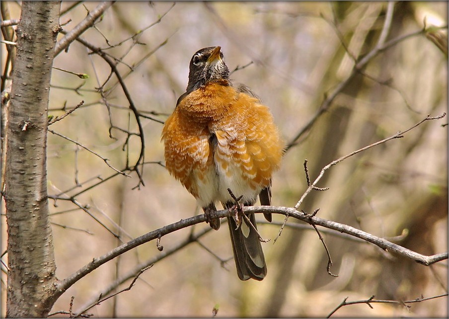 я ль на свете всех умнее?