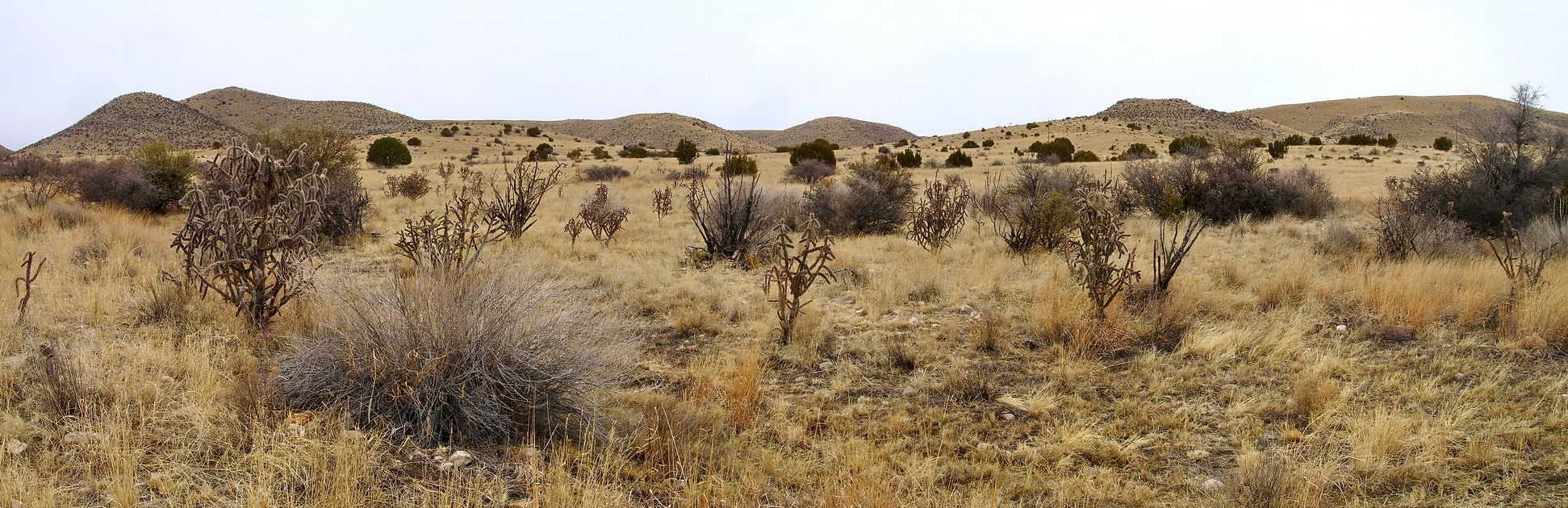 студзеньскі манахром