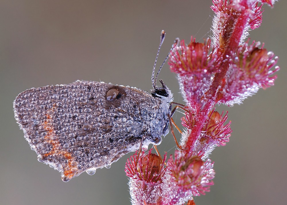 Искристый червонец