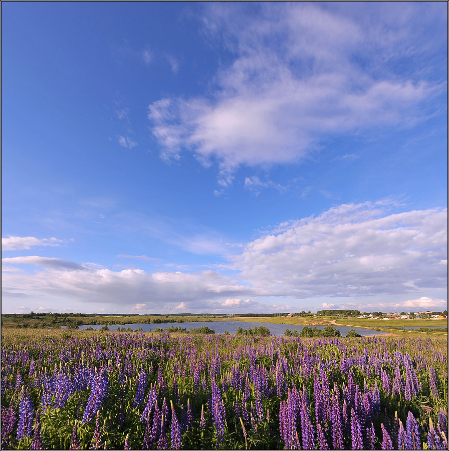 Про  синеокость