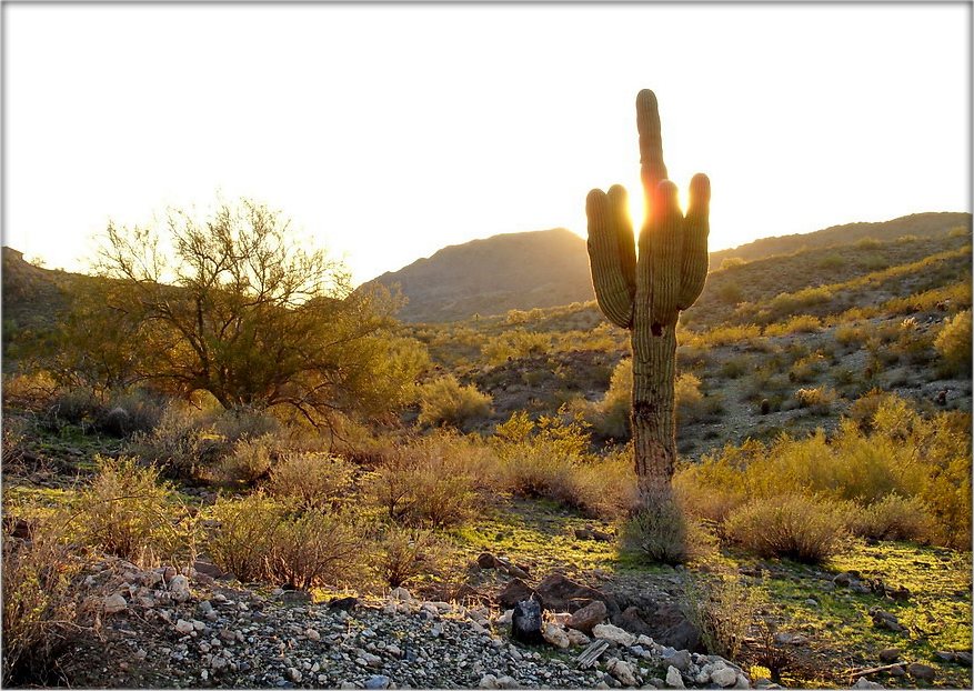 сны аб Арызоне