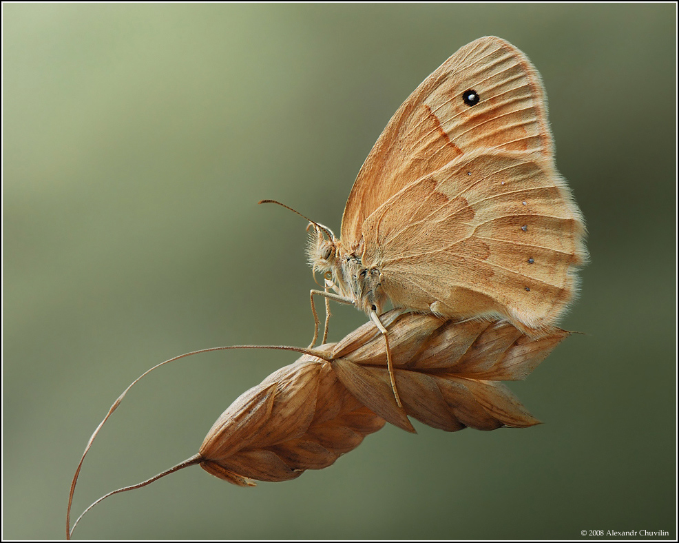 Армянская сенница