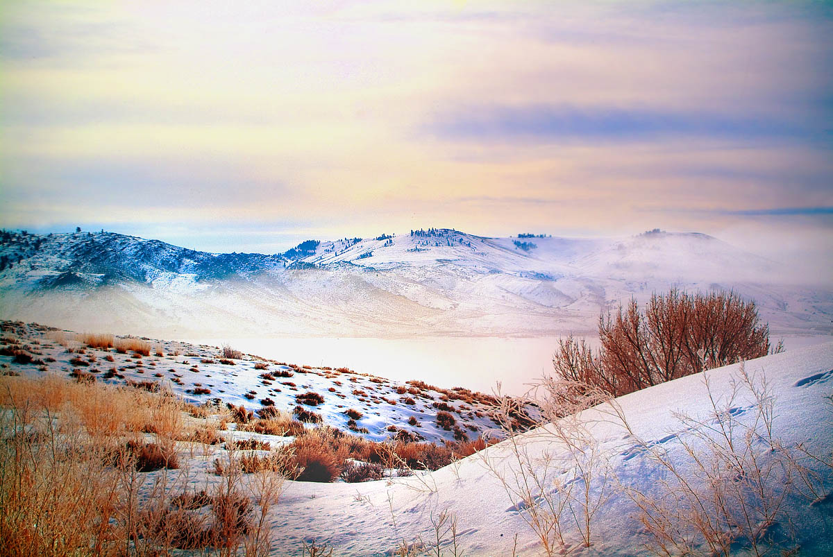 следы ёжика