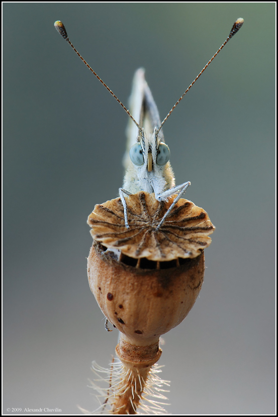 Соло на Там-таме