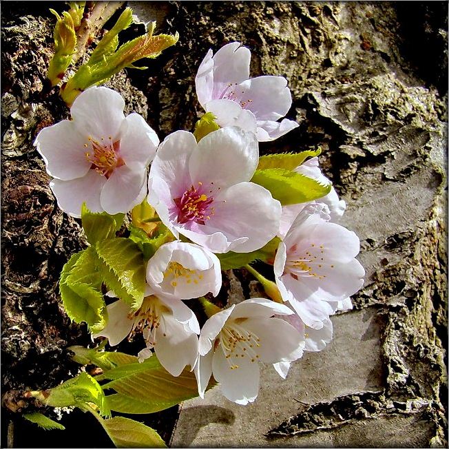 и даже пень в весенний день...