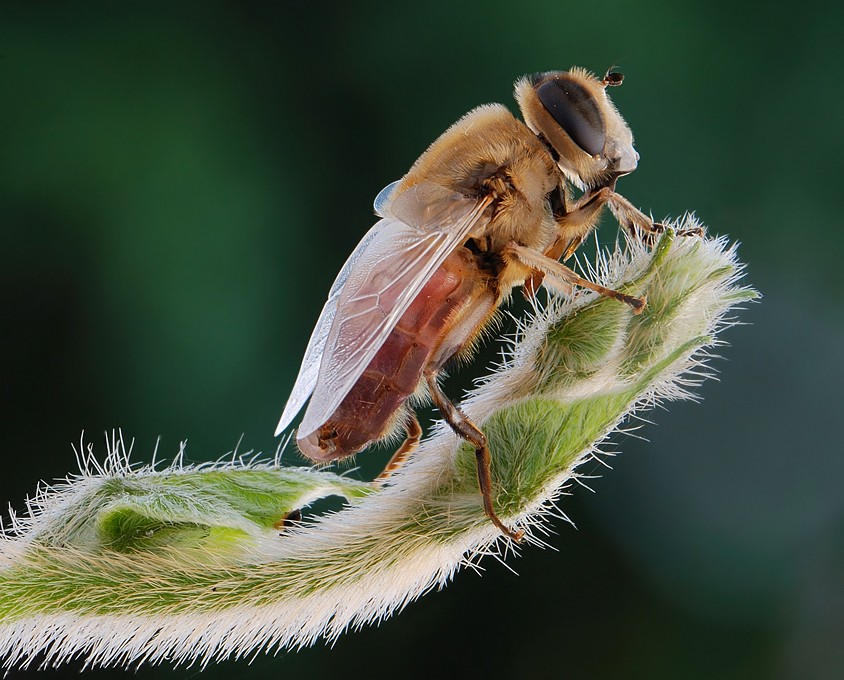 Мохнатые друзья ))