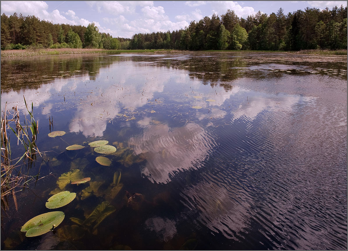 Про синеокость