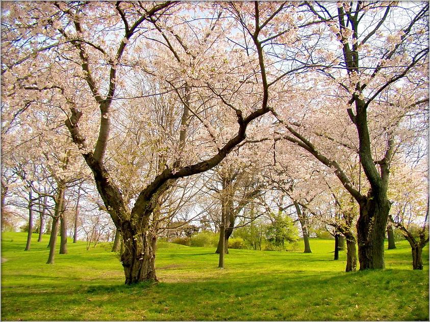 и даже пень в весенний день ..2