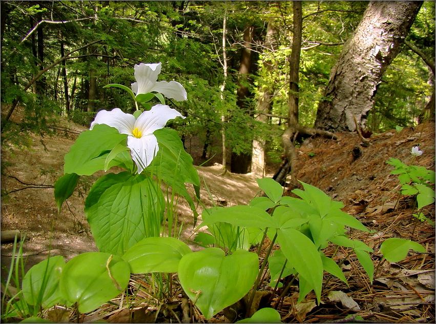 прынцеса антарыйскага лесу