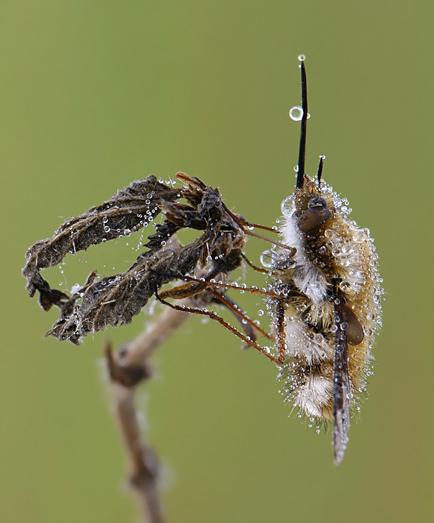 Жужжало утренний