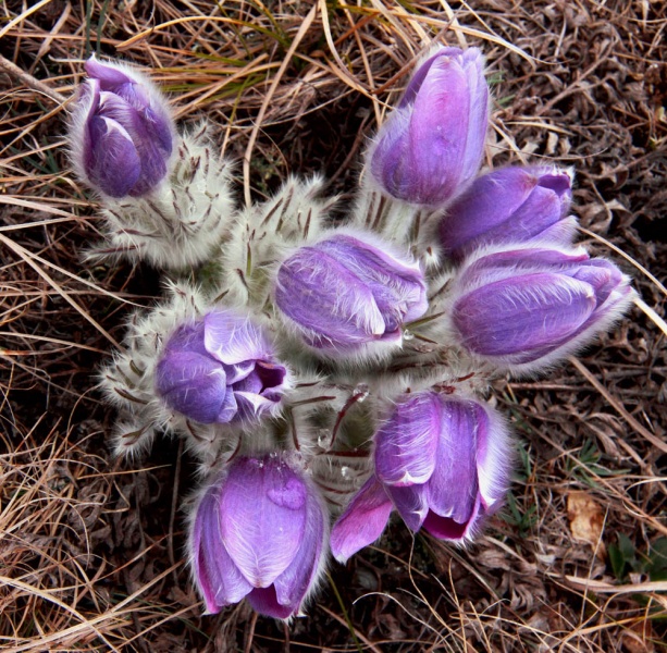 Весенний букет