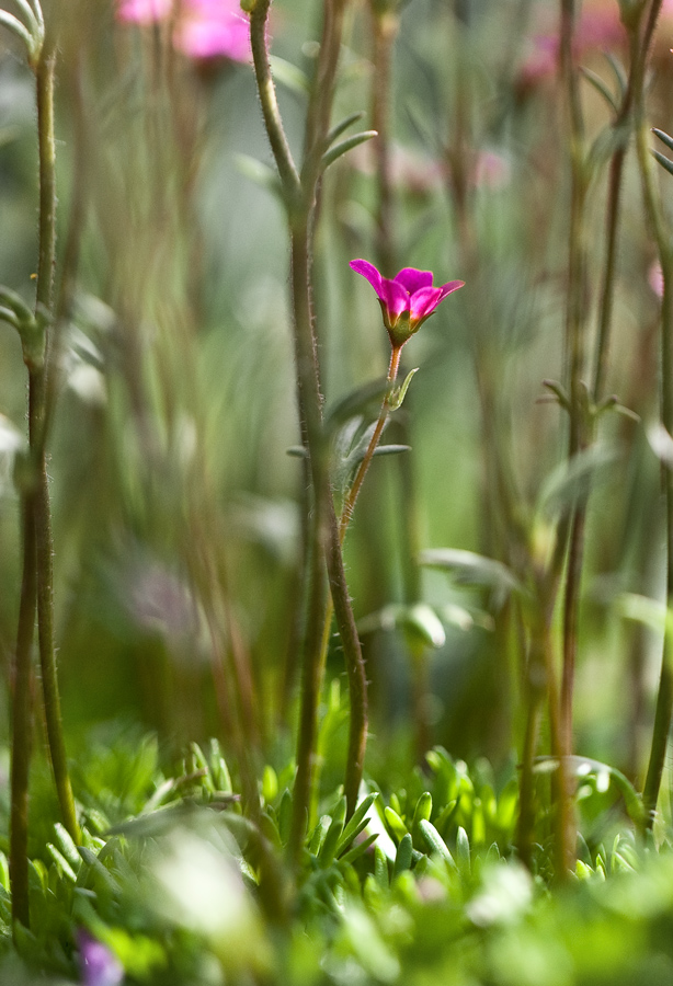 АЛЕНЬКИЙ ЦВЕТОЧЕК