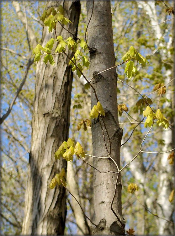 каляндарны настрой. травень