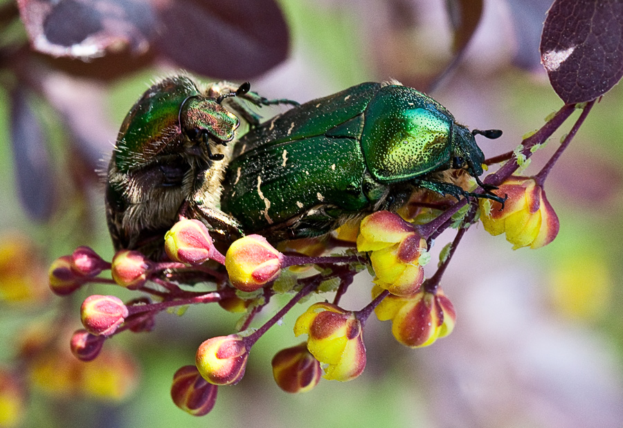 ВЕСЕННИЕ ХЛОПОТЫ