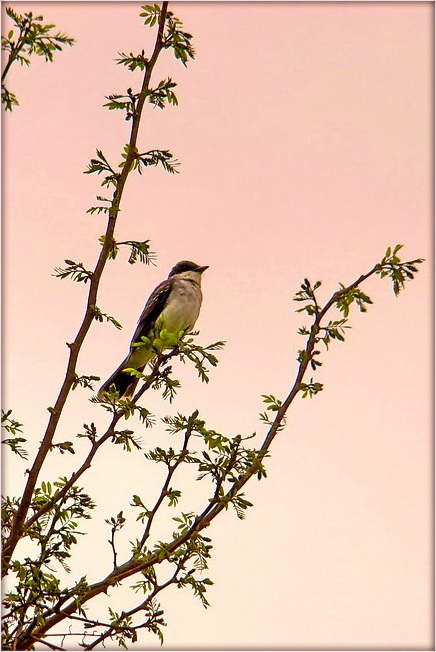 каляндарны настрой. песьні