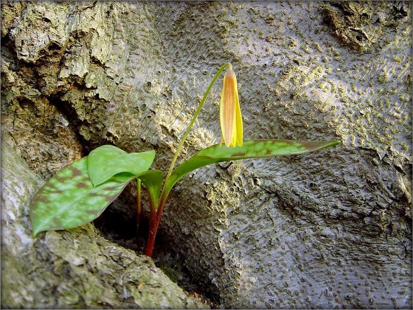 першацьвет