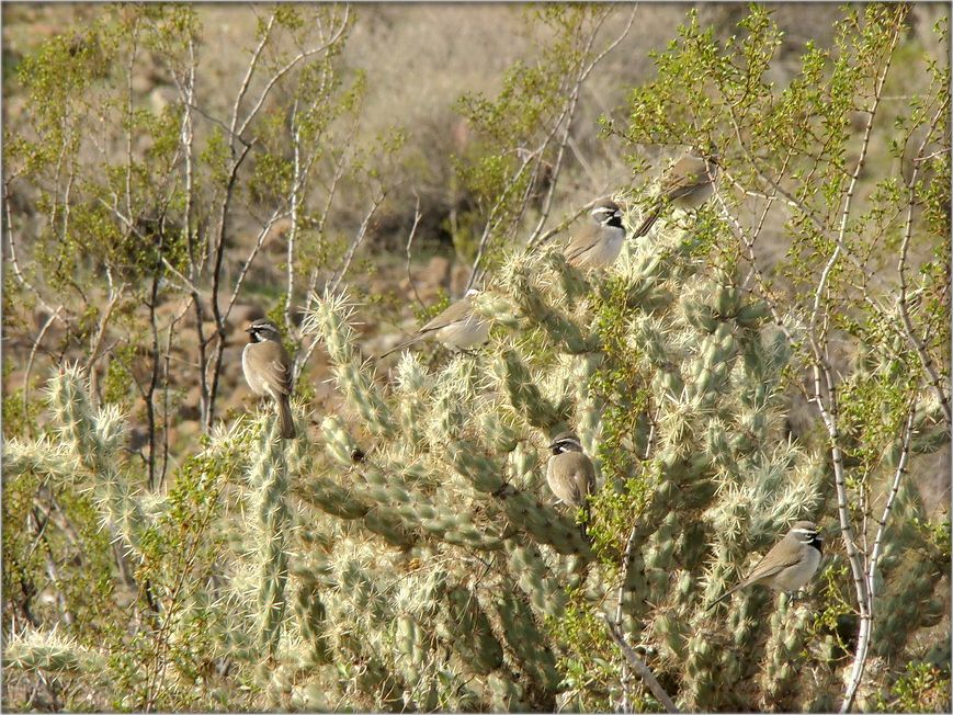 для тых, хто ўмее лічыць. мімікрыя