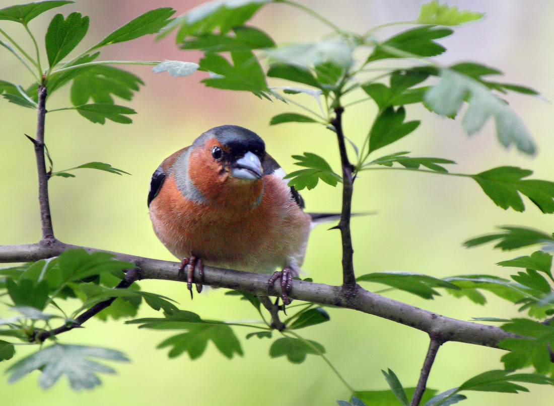 птица зяблик