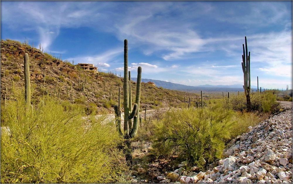 даліна Туссон